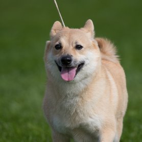 A norvég buhund nagyon aktív fajta, rendszeres testmozgásra van szüksége.