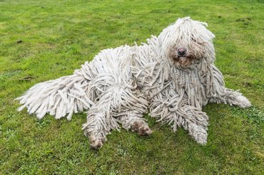 Komondor fekszik