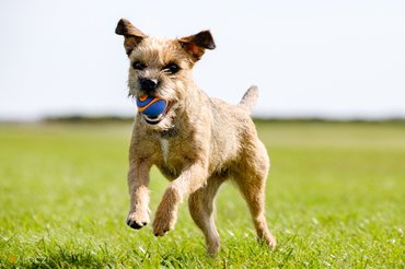 border terrier