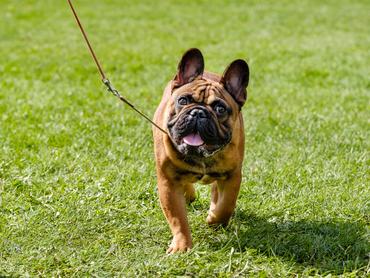 francia bulldog sétál