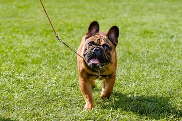 francia bulldog sétál
