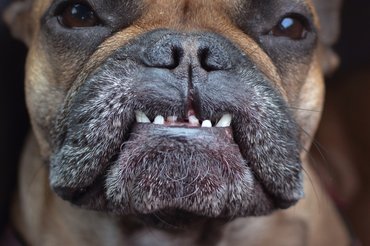 francia bulldog hibás harapással