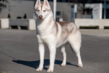 szibériai husky