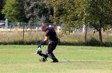 A kevéssé rossz hírű Boston terrierek is élvezik a kutyás sportokat. Az agresszió nem fajtától, hanem a gazditól függ.