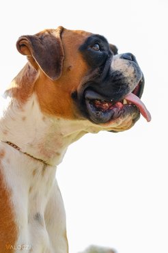 boxer