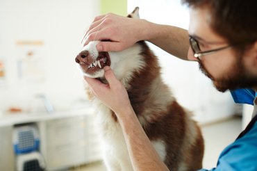 A husky problémás kutyafajta lenne?