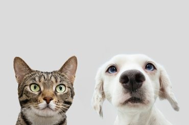 Ezért jobb kutyának, mint macskának lenni