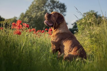 bordeaux-i dog