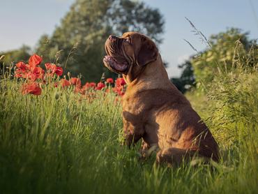 bordeaux-i dog