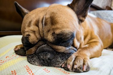 Francia bulldog alszik