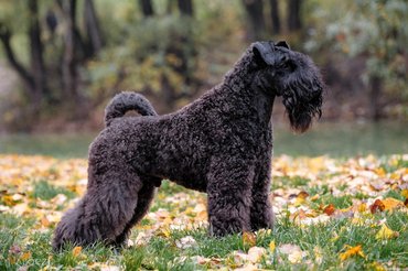 kerry blue terrier