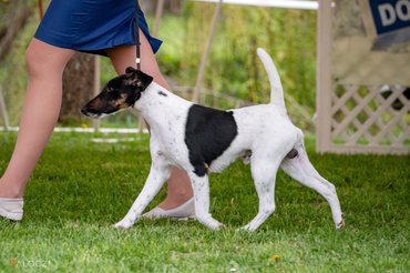 simaszőrű foxterrier
