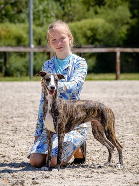 whippet egy kislány mellett