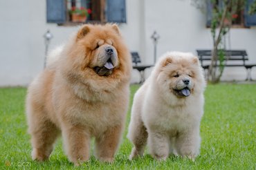 csau csauk a füvön