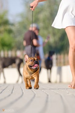 francia bulldog sétál