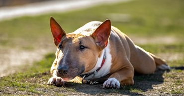 Bullterrier