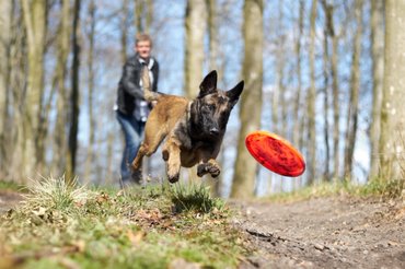 malinois alfajtájú belga juhászkutya frizbizik