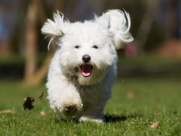 Coton de Tulear