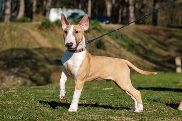 bullterrier