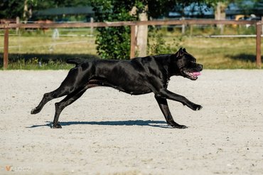 Cane corso