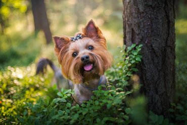 Yorkshire terrier