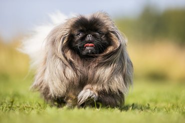 pekingi palotakutya