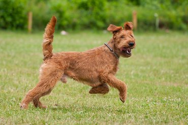 ír terrier boldogan fut