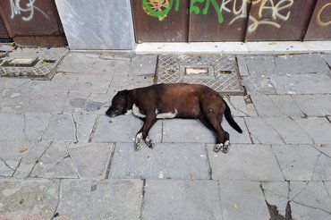 Ez a blöki a Galata-toronyhoz igyekvő emberáradat ellenére úgy aludt, mint a bunda