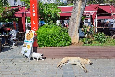 A macskák sem zavarják őket