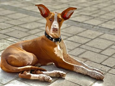 A fajta ősi múlttal büszkélkedhet / Fotó: Chilli Con Canario Kennel