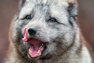 A sarki rókák élőhelye rohamosan melegszik