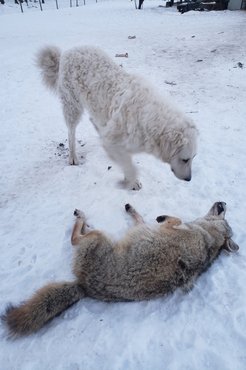 A vadak is felmérik a kutyák reakcióit /Fotó: Vas Krisztián