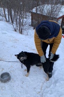 Minden kutyának megvan a saját háza /Fotó: Balatonyi Lilla