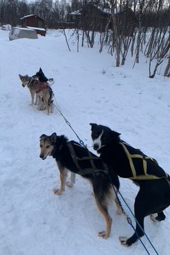 A kutyák egymástól tanulnak /Fotó: Balatonyi Lilla