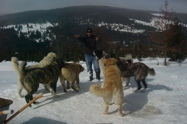 A kutyák nagy értéket jelentenek a pásztor számára, így télen-nyáron vigyáz rájuk /Fotó: Buzogány Ágnes