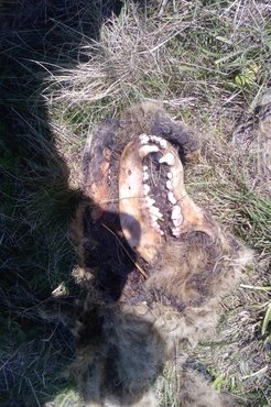 A falkától elszakadt kutyának csak a koponyáját találták meg / Fotó: Buzogány Ágnes
