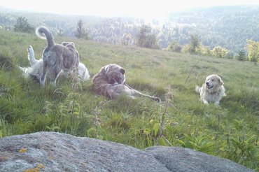 A jó pásztorkutya fel tudja mérni a helyzetet / Fotó: Buzogány Ágnes