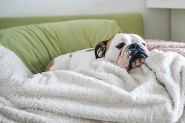 Kedvetlen angol bulldog
