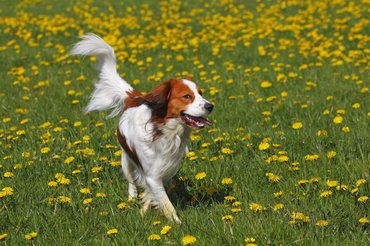 holland kacsavadász/kooikerhondje egy virágos réten