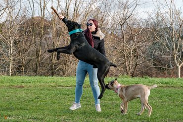 gazda bottal játszik a kutyáival