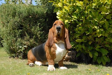 basset hound a kertben