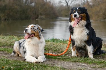 két ausztrál juhászkutya pihen egy tó mellett