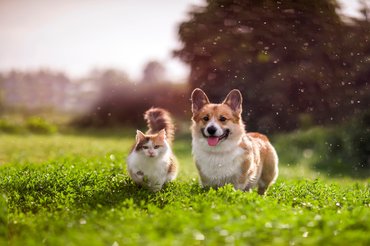 egy corgi és egy macska