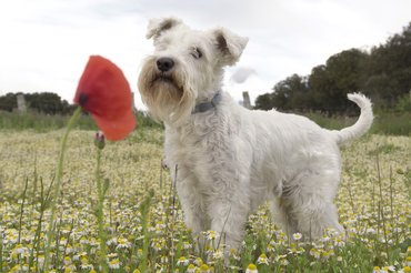 fehér törpe schnauzer