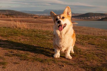 welsh corgi pembroke naplementében