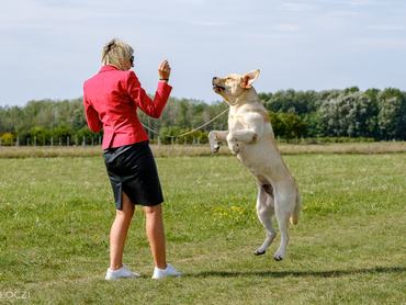 labrador tanítás közben jutalomfalatot kap