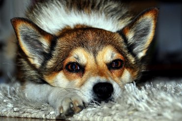 norvég lundehund arca közelről kamerába nézve