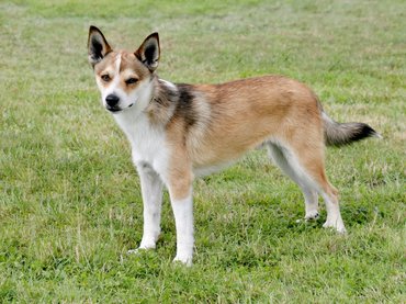 norvég lundehund mezőn áll