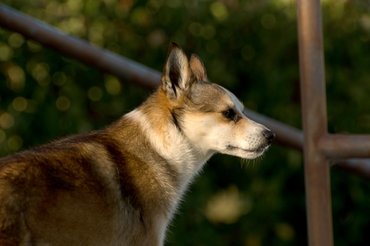 norvég lundehund oldalra néz