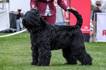 orosz fekete terrier